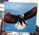 eagles.JPG (31026 bytes)